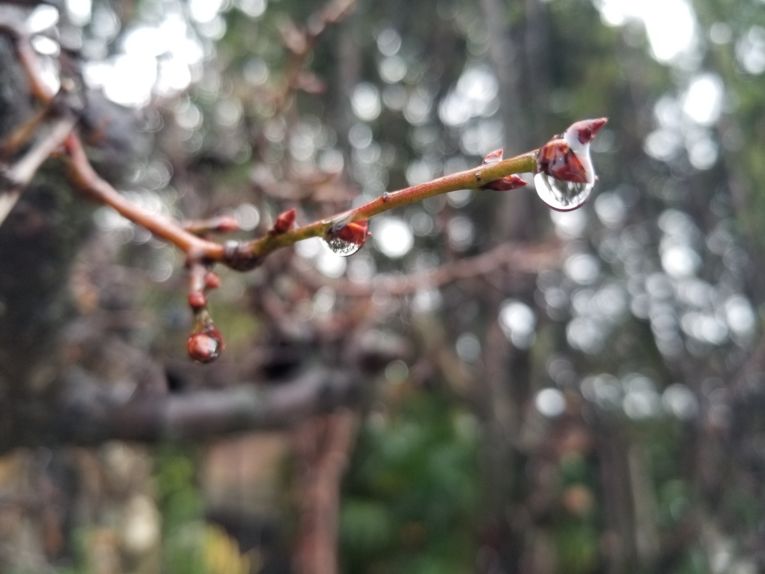 雨